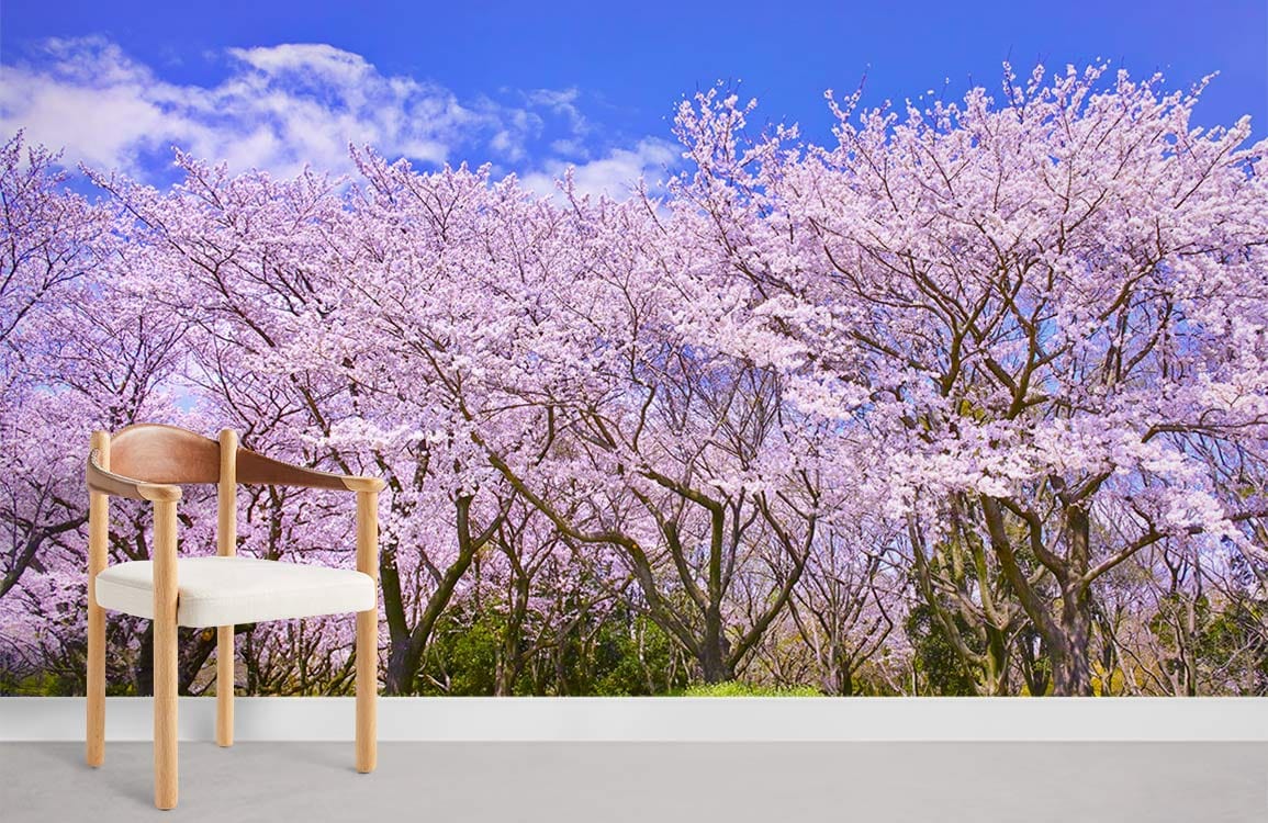 Sakura Garden dans de grandes peintures murales de jour ensoleillées pour la maison